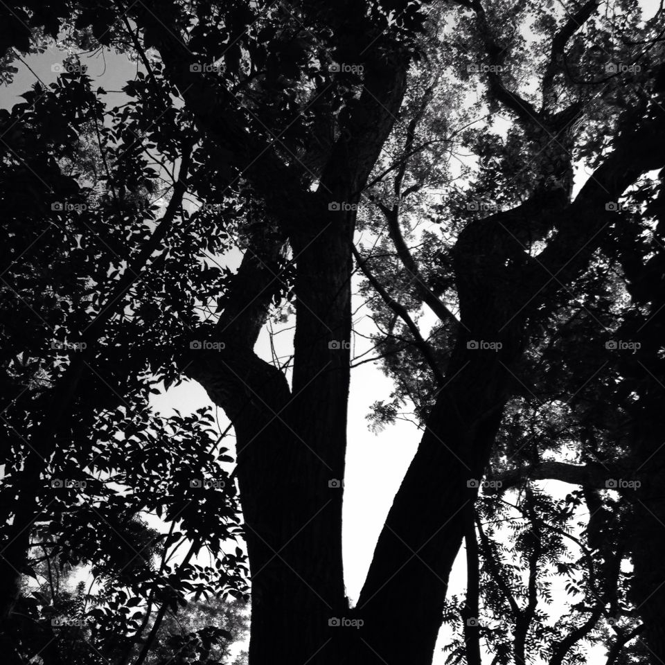 Black and White Tree, at Martin Nature Center in Oklahoma 