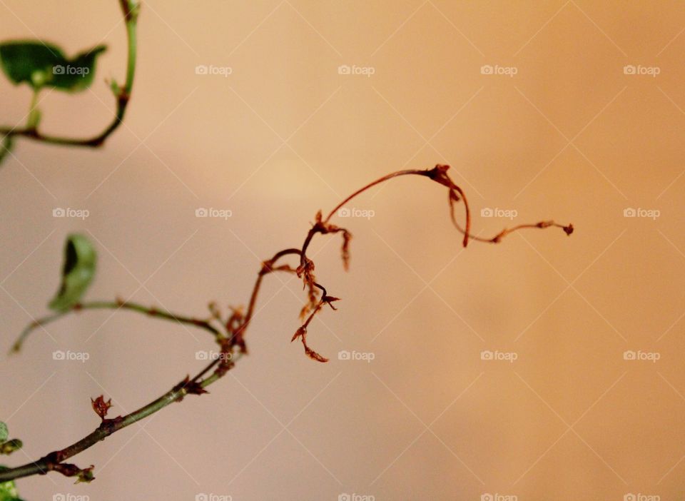 Abstract Vine