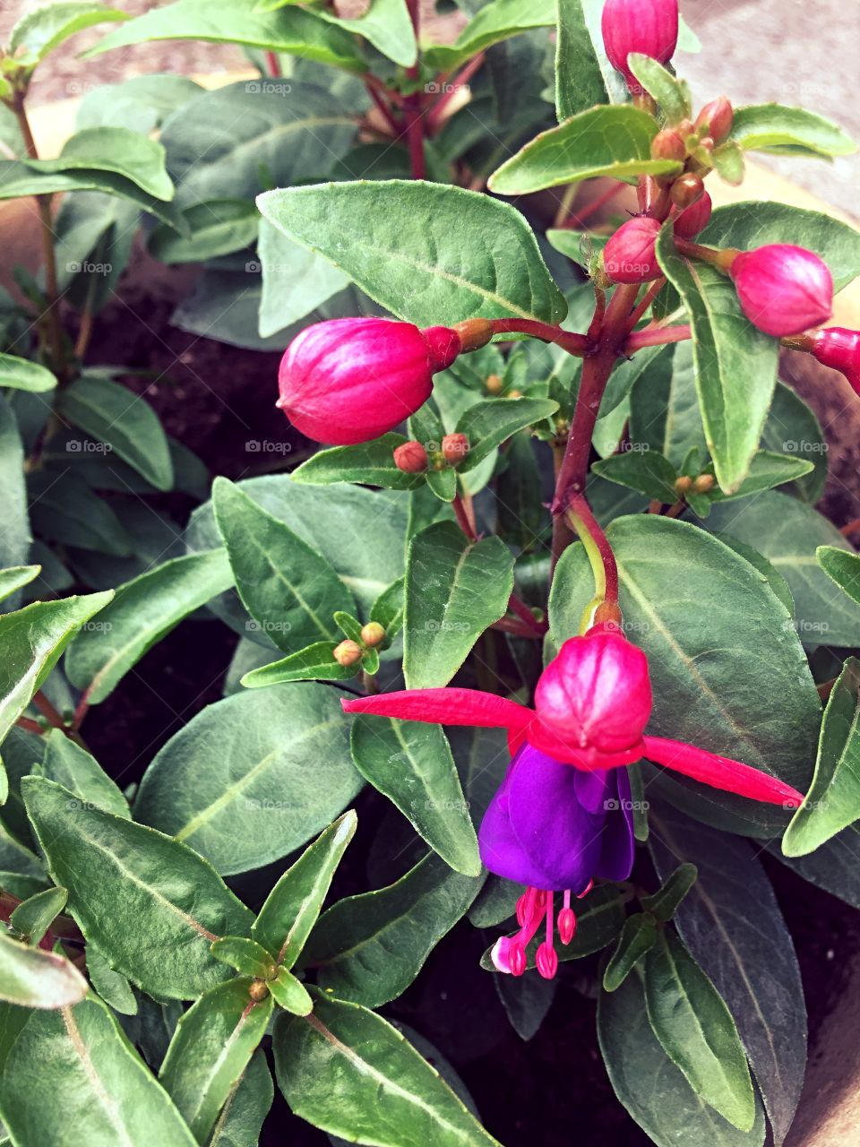 First fuchsia of the year
