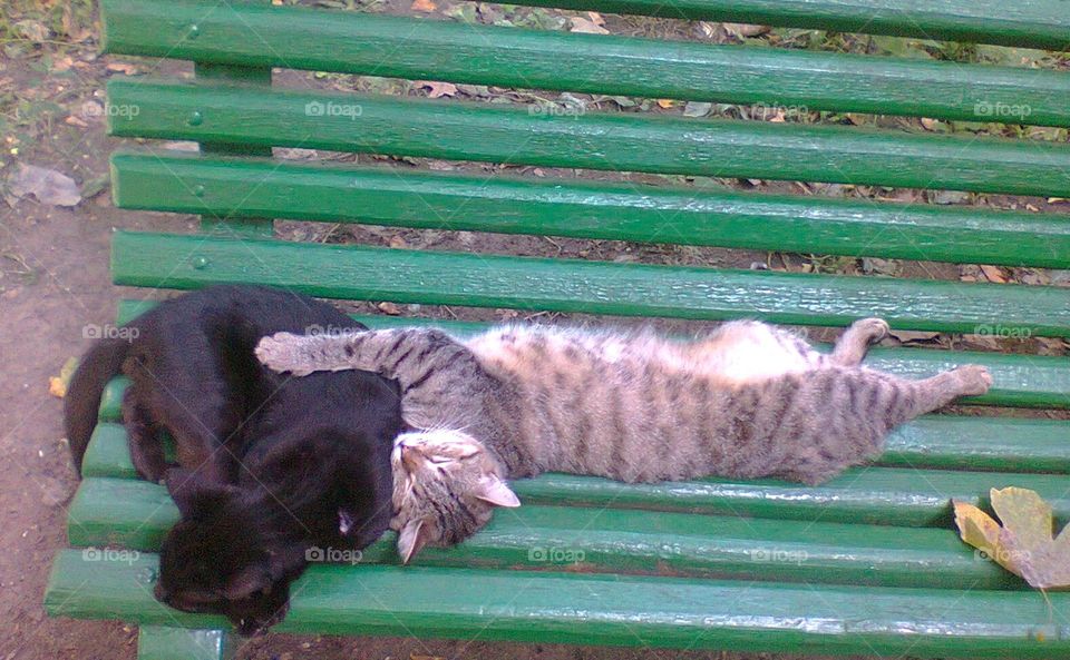 street cats hug