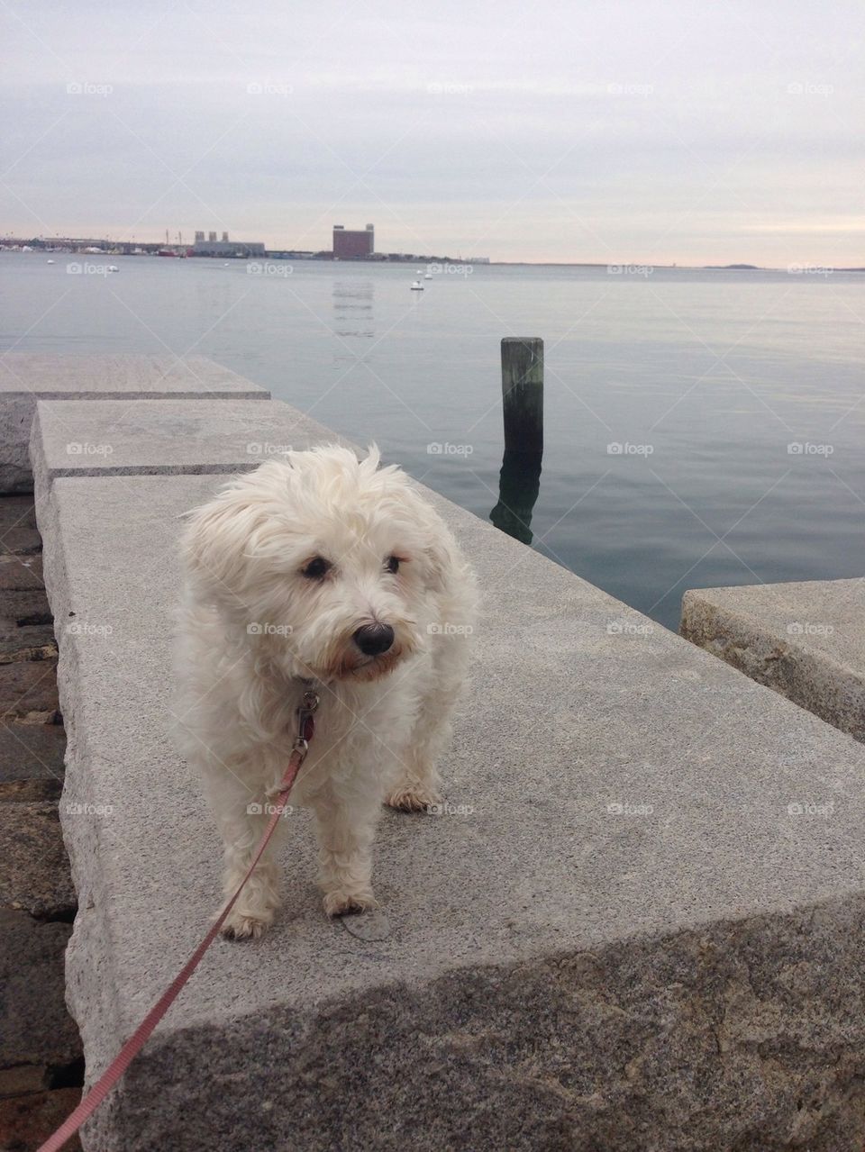 Waterfront stroll with dog