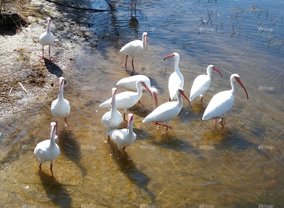 Lake-o-Birds