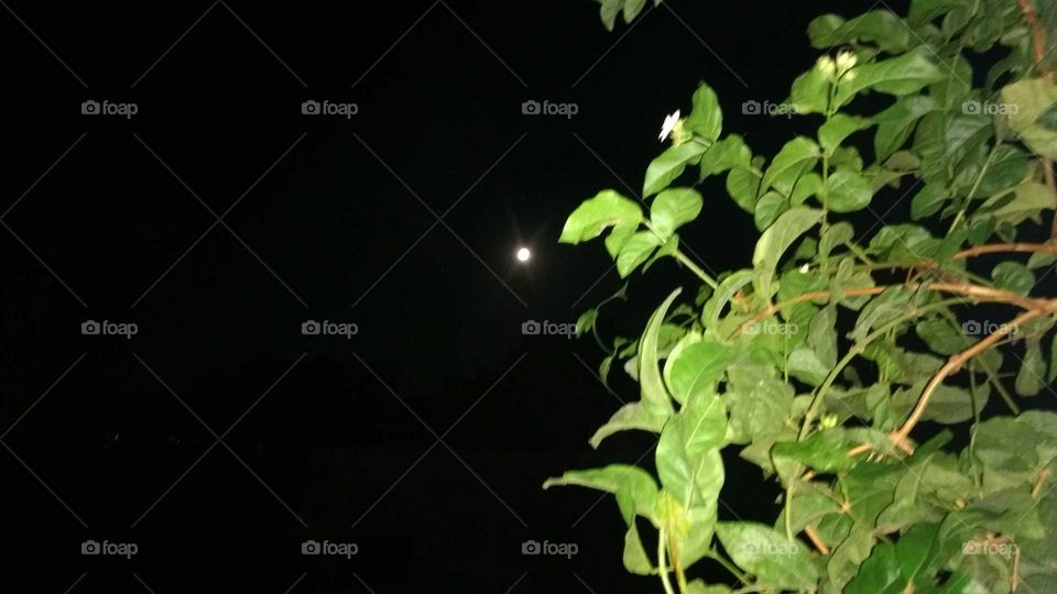 jasmine plant in full moon night