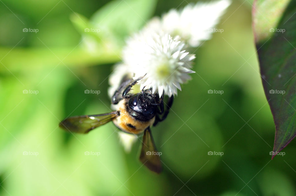 Bee Upside Down on White Flower