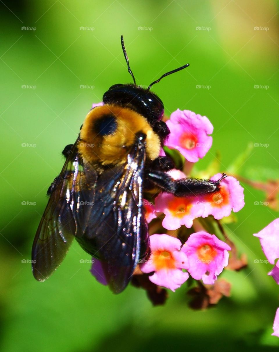 Bumblebee on Flower