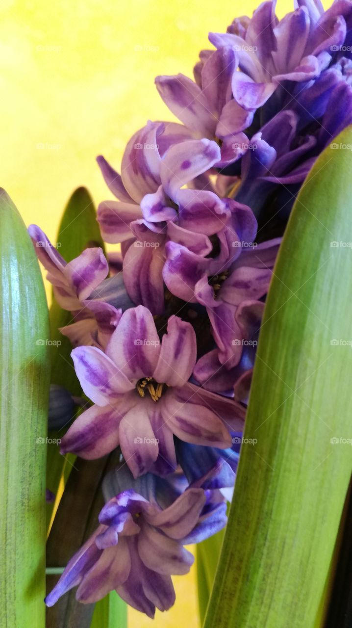 narcissist hyacinth