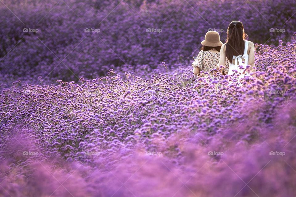 Ocean of purple flowers where 2 pretty young women wander