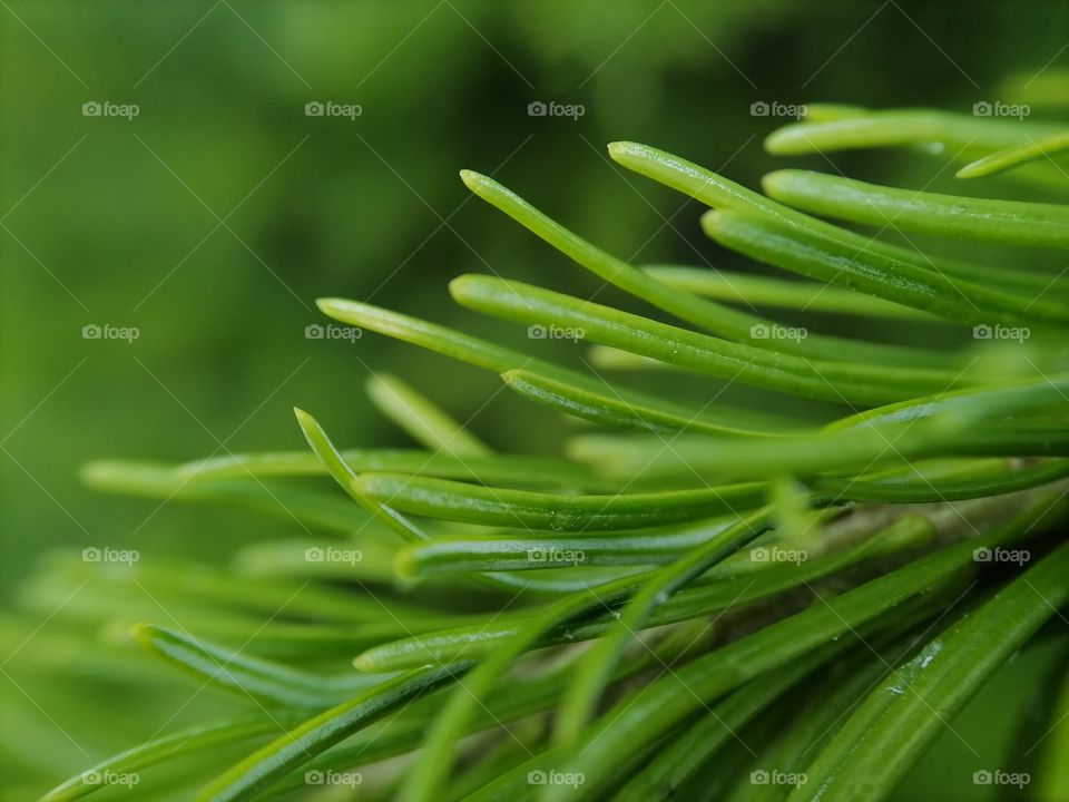 Елка, трава, tree, green bg, smooth,