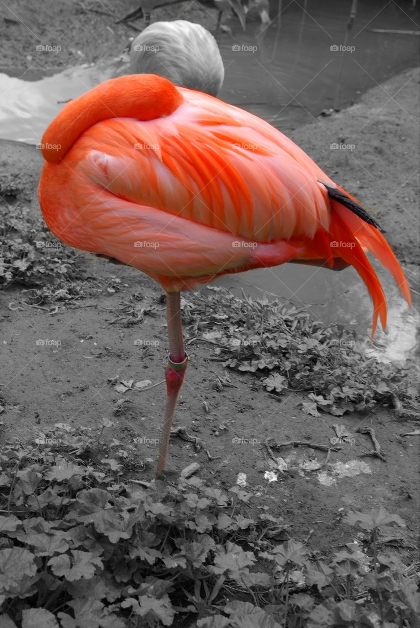 Flamingo