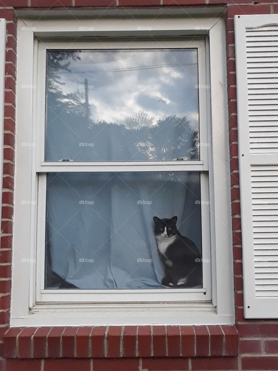 Black and white cat in the window