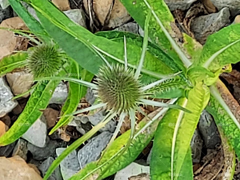 Teasel growing in gravel