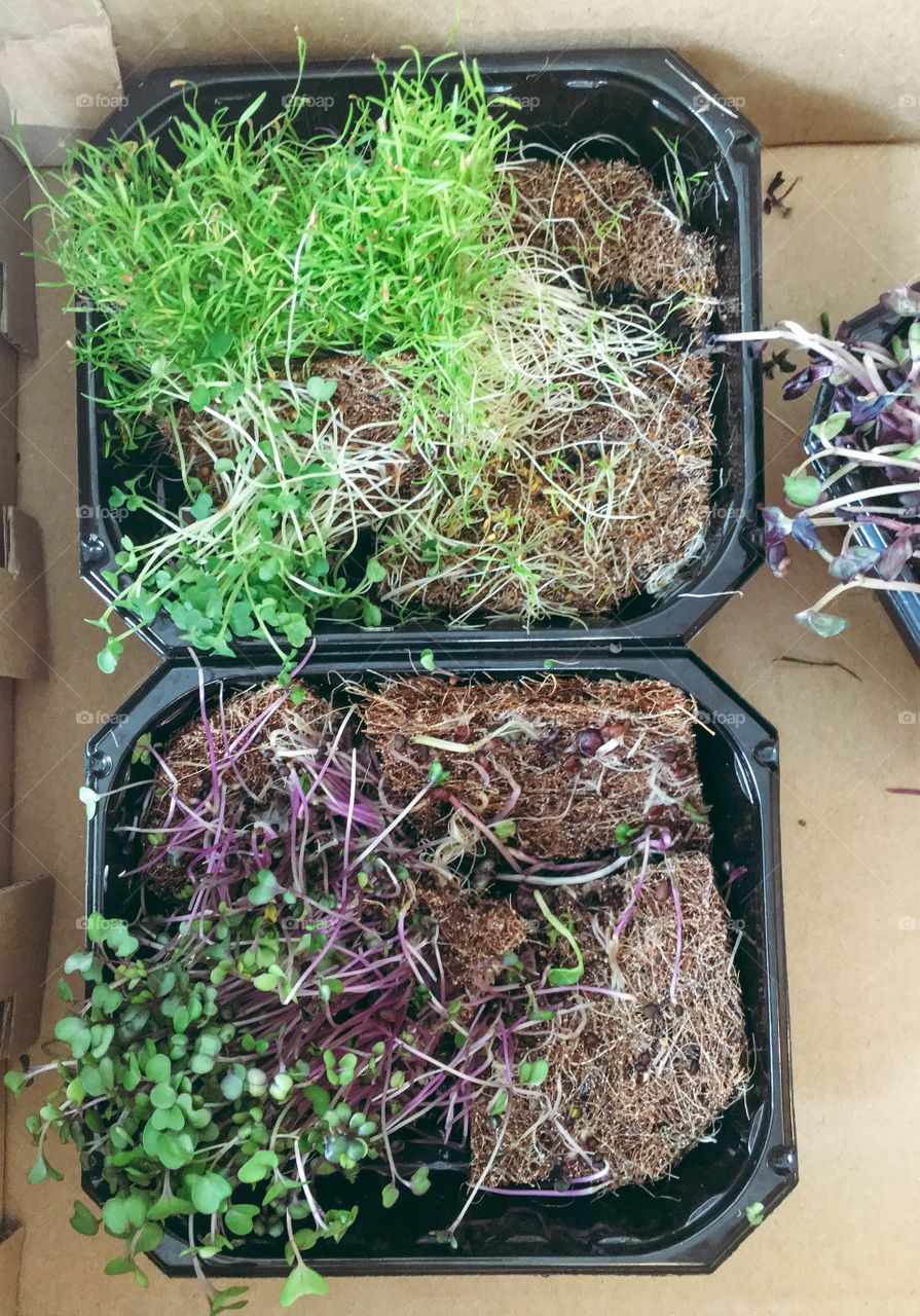 microgreen