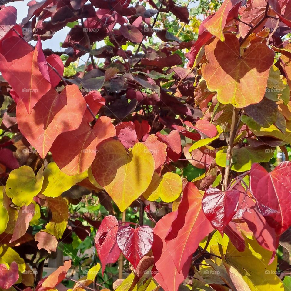 autum leaves red yellow burgundy plant closeup
