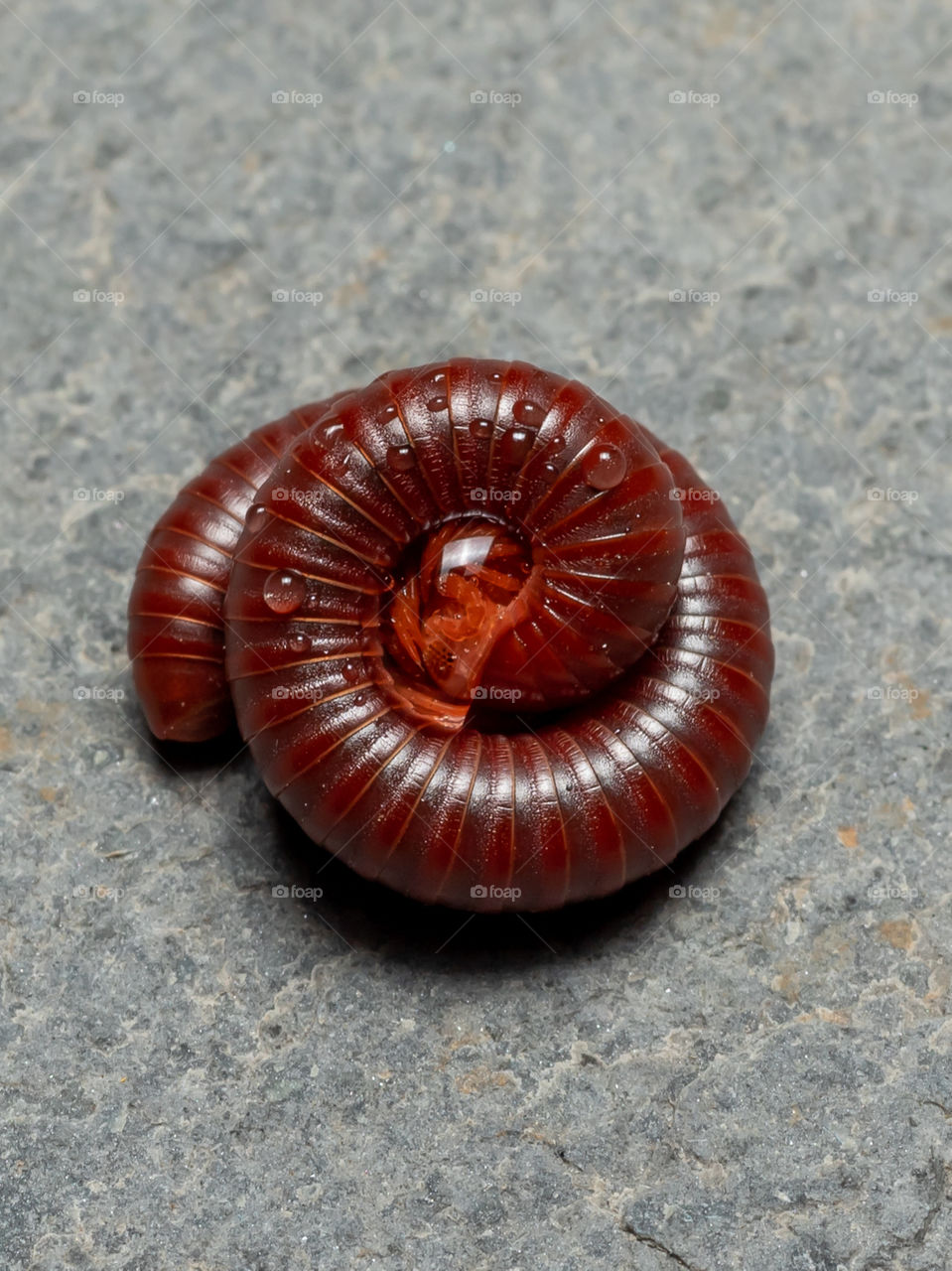 Millipede