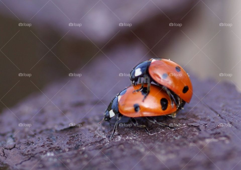 Making more ladybugs