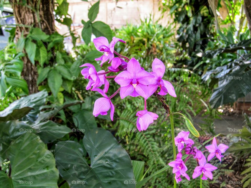 orchid Venezuela
