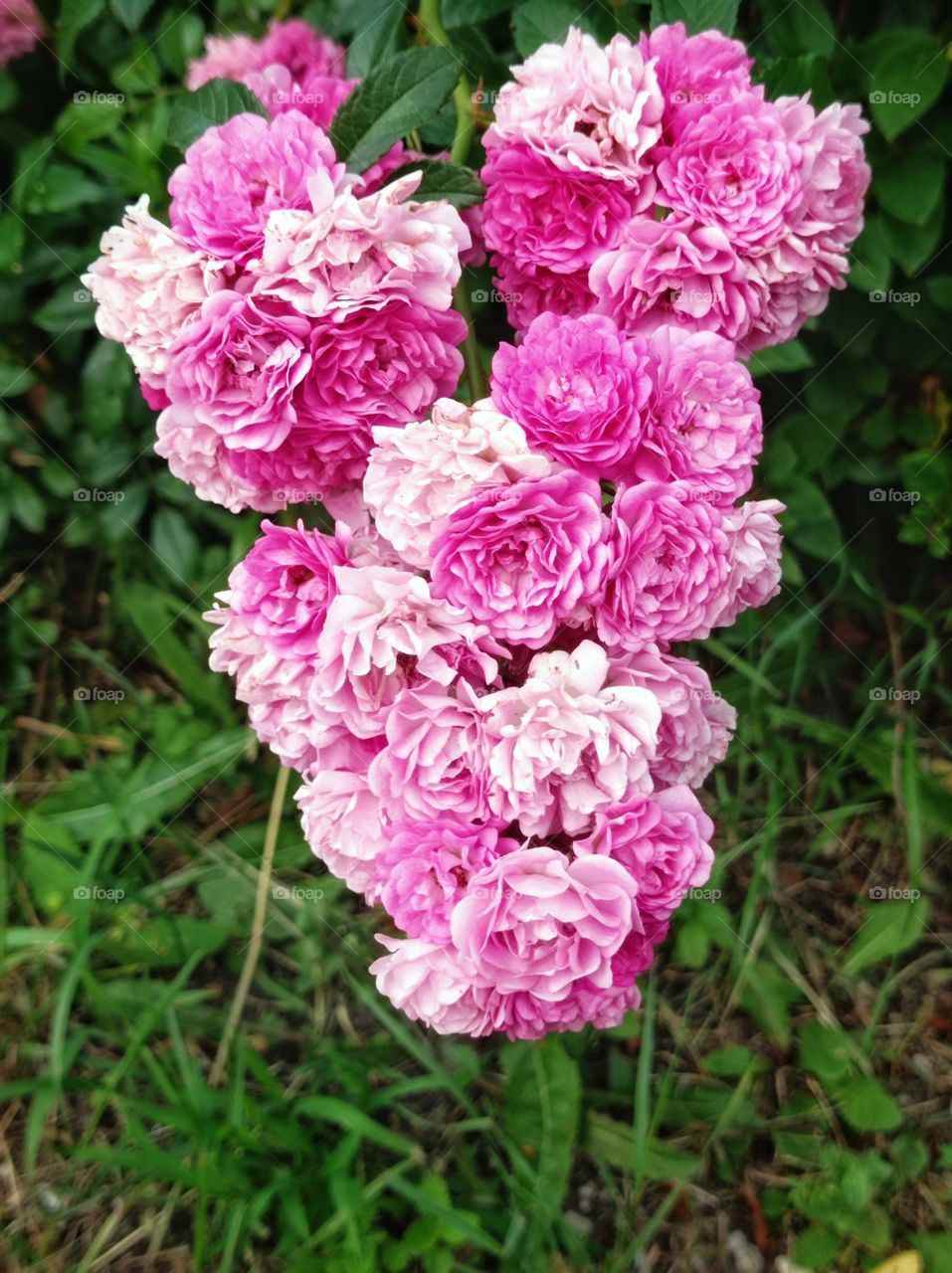 Roses, a smally pink flower.