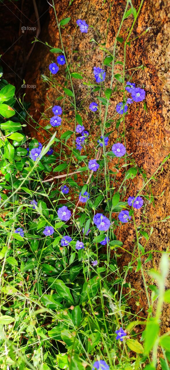 tinkerbell blue flower