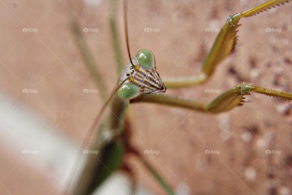 Praying mantis creepy Tiny small micro