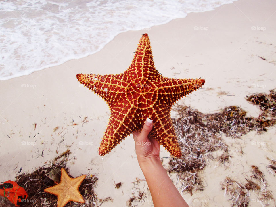 Close-up of person hand holding starfish