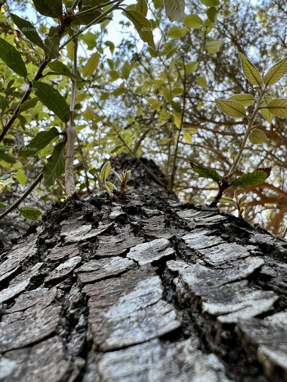 Tree seen from ground to up