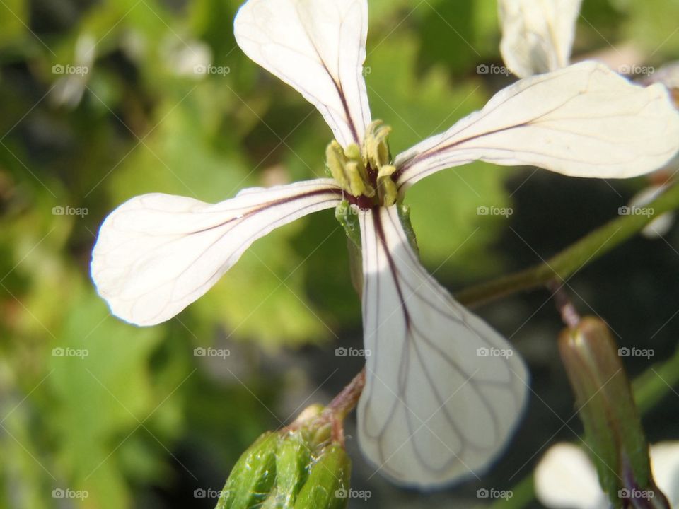 Rocket salad bloom 