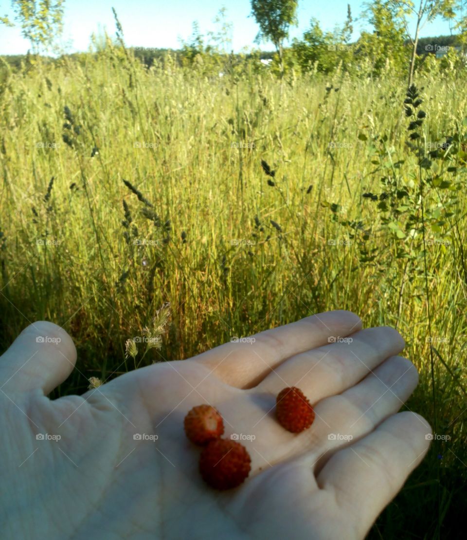 Food, Grass, Summer, Outdoors, Grow