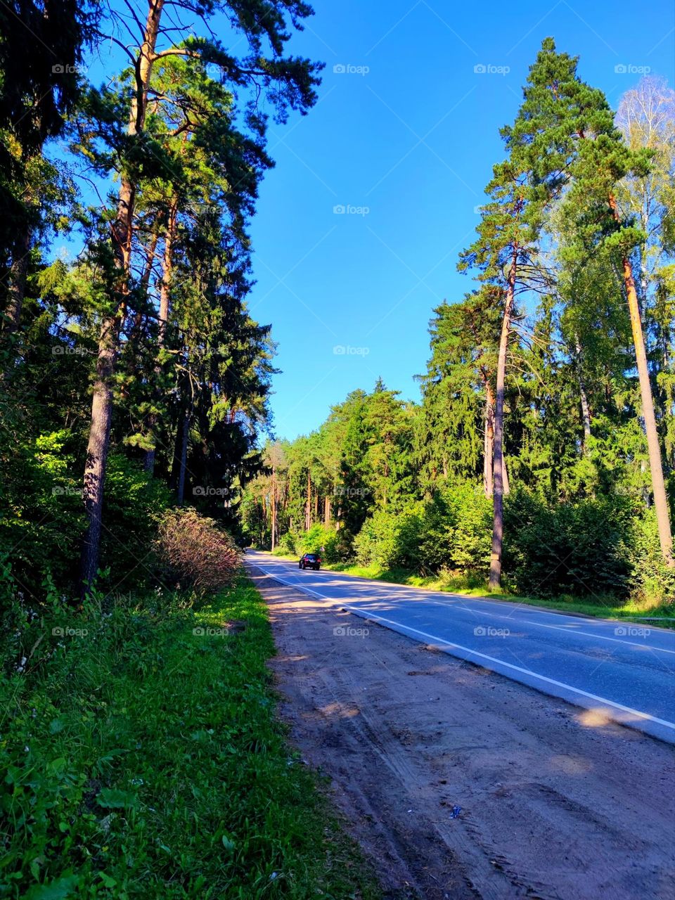 Road along dense forests