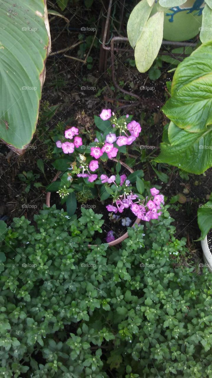 Last blooms of Phlox for the season