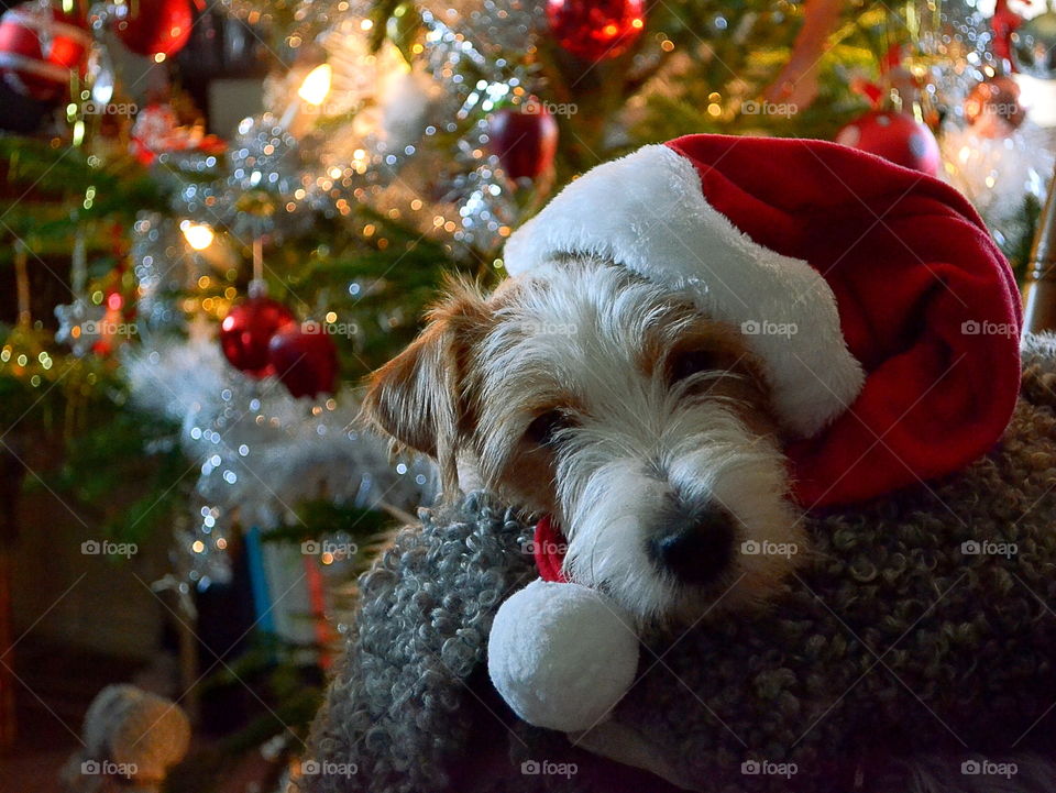 Dog in front of the christmas tree in a santa hat