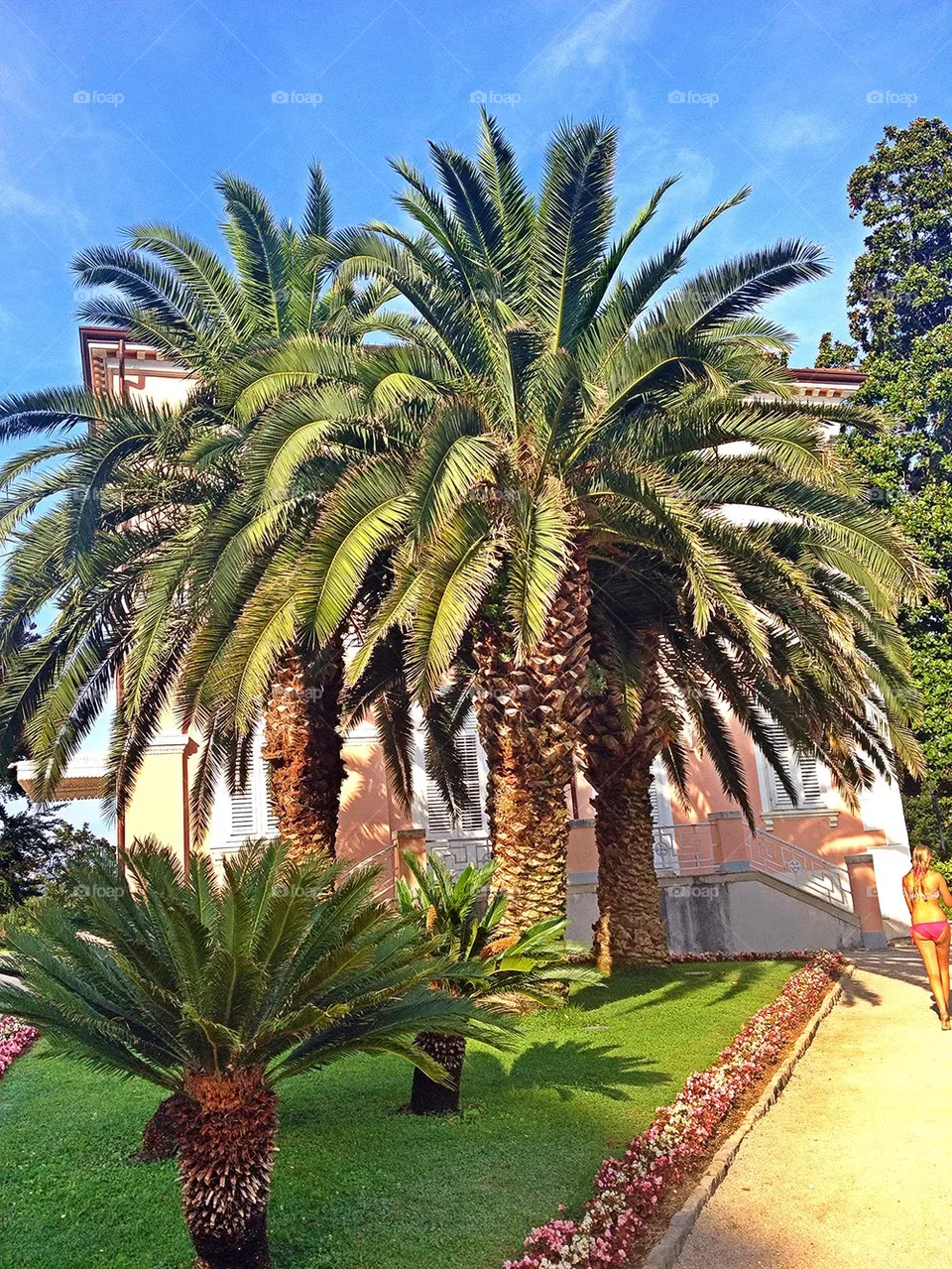 Palms 