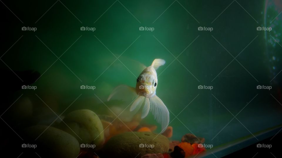 white fish swimming under water looking towards camera.