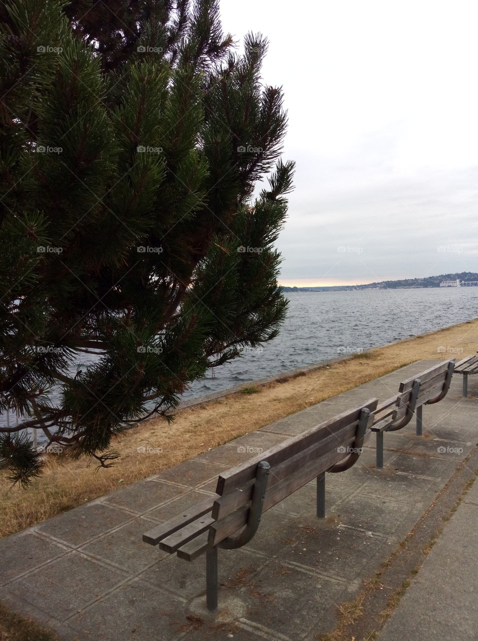 a quiet and calm place under the green tree for relax on the Alki Beach in the summer evening