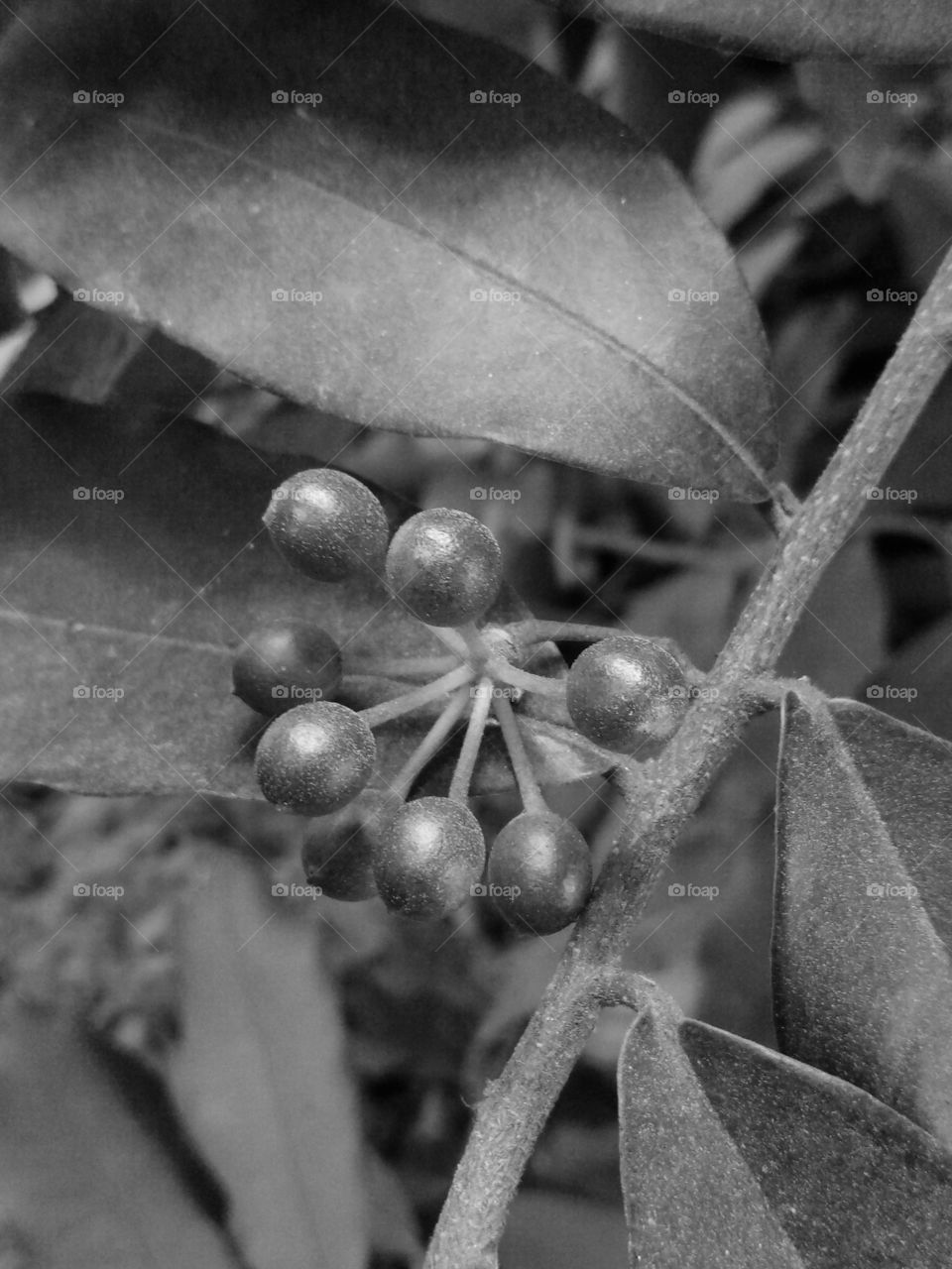 fruits black and White