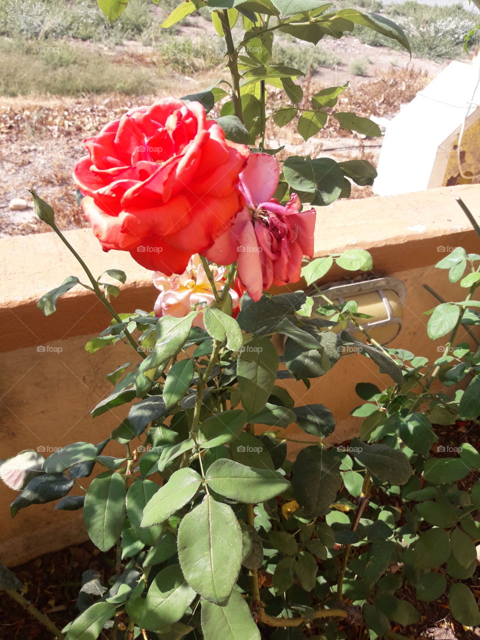 red rose