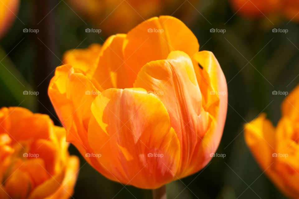 Orange tulip in the sunlight