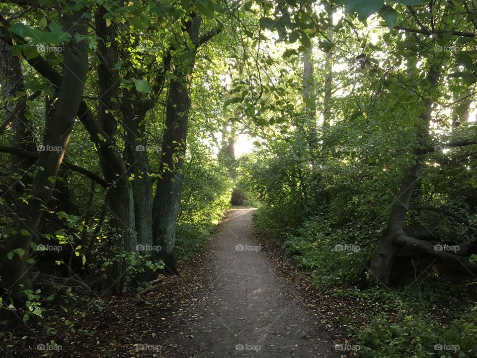 Path in the forest