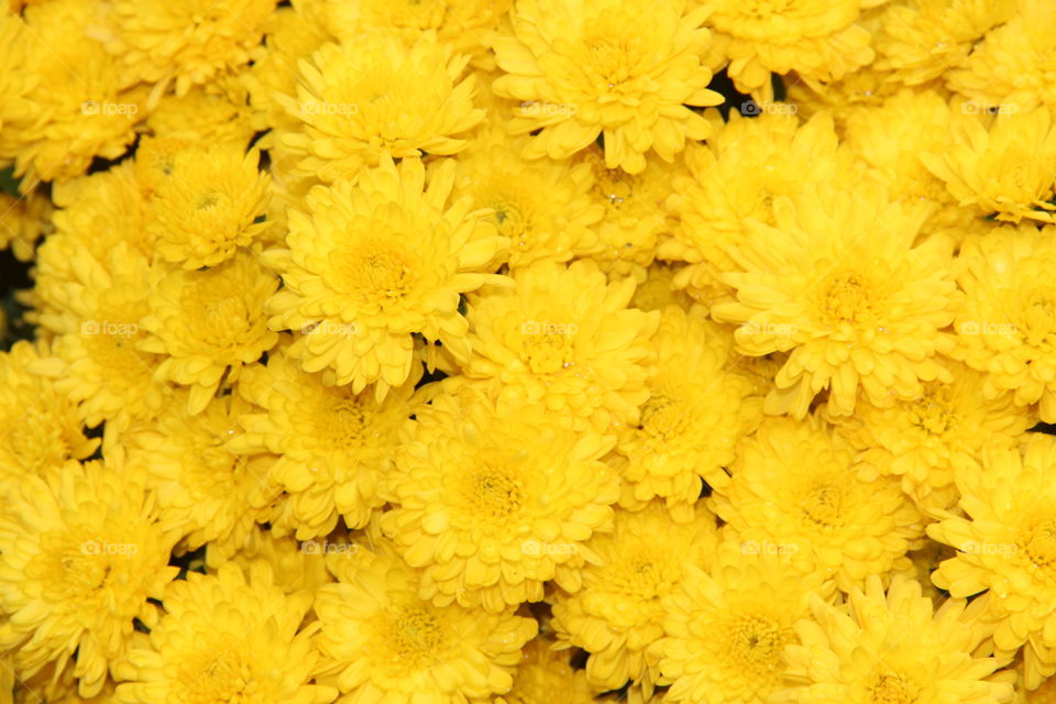 Full frame view of yellow flowers
