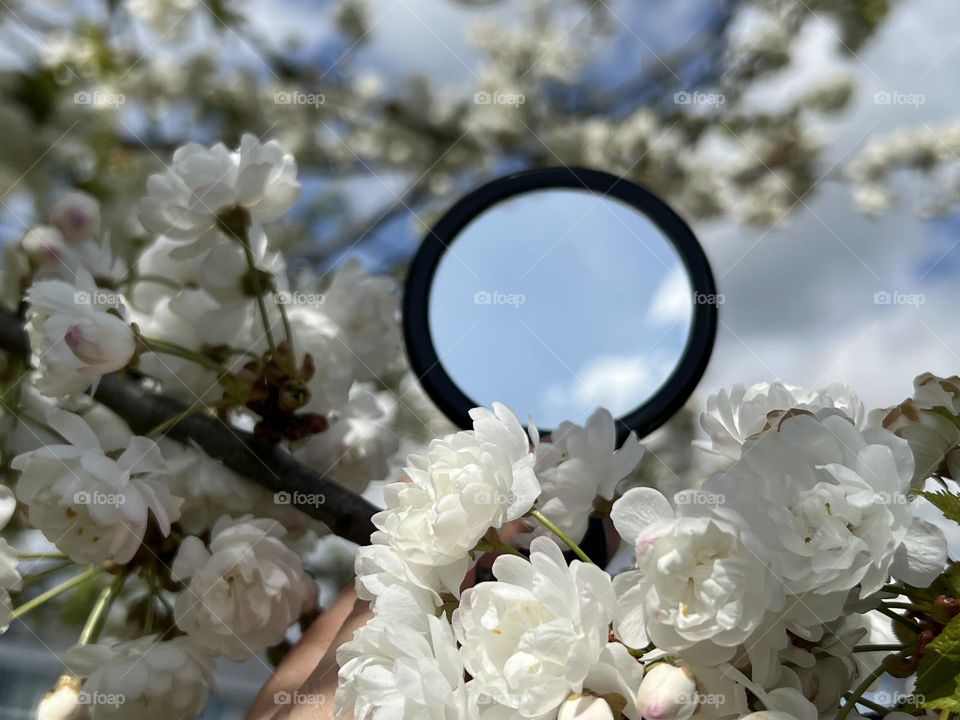 A piece of blue sky with clouds reflected in a mirror in a white blooming tree.