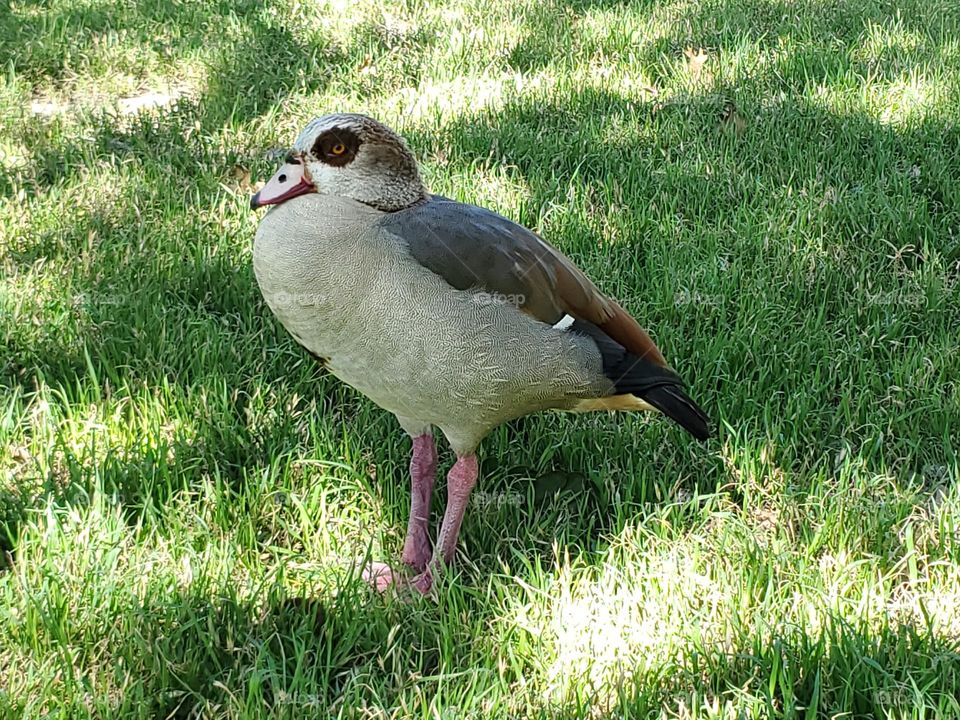 Urban wildlife - City park resident duck closeup.