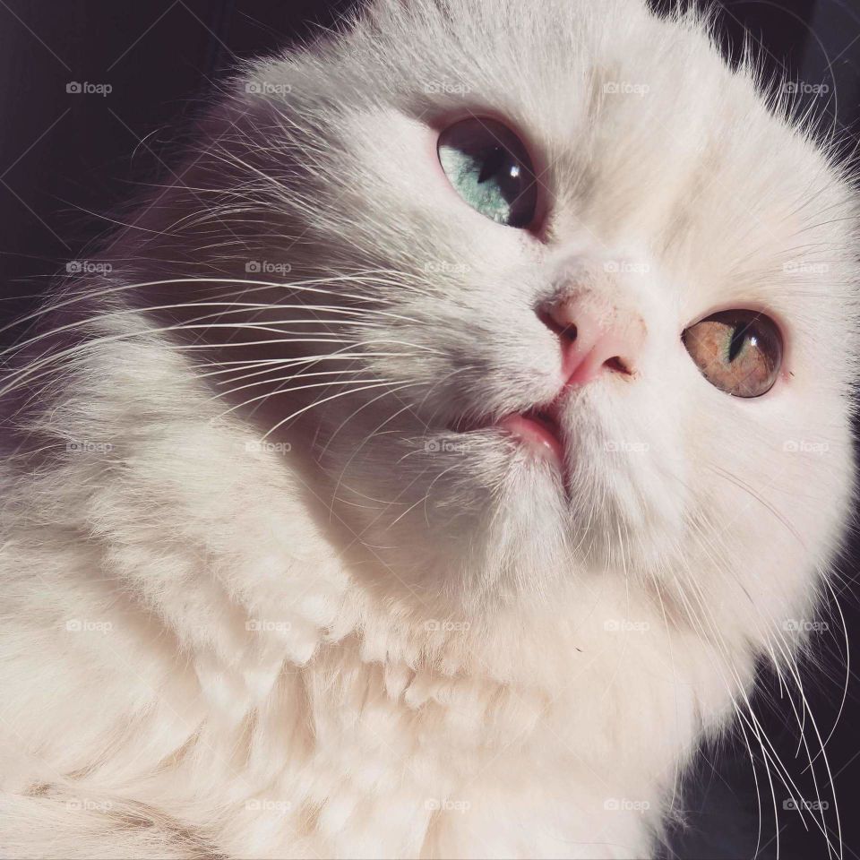 Close-up of white persian cat