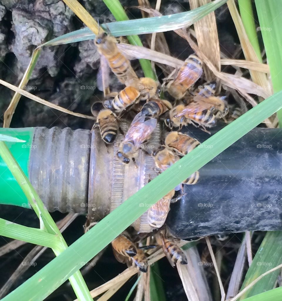 Honeybees Drinking from the Hose