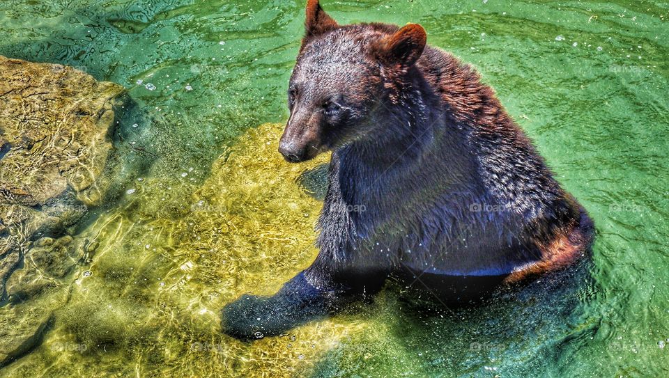 Black bear in water
