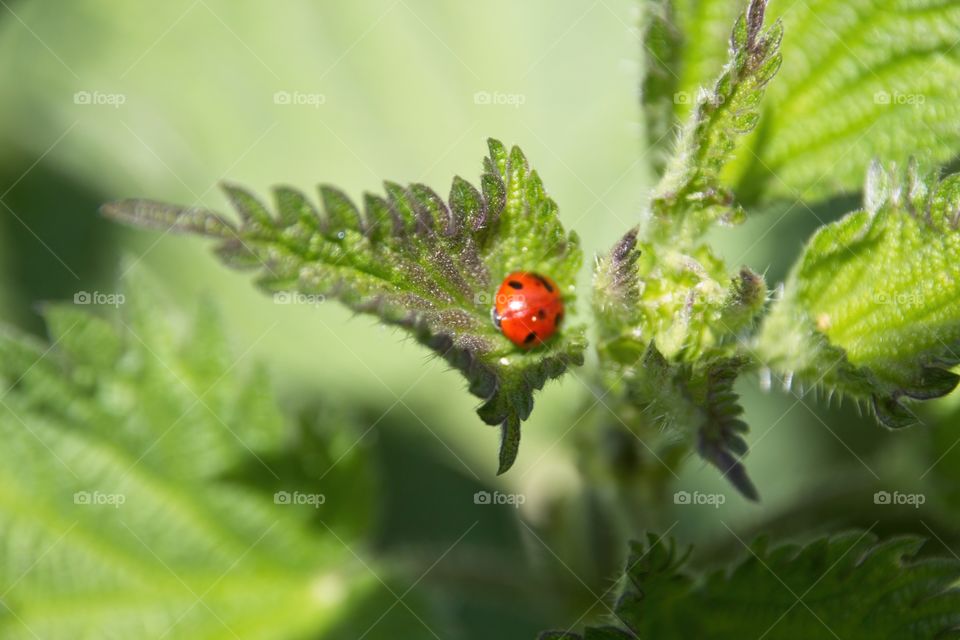 ladybug on a leaf