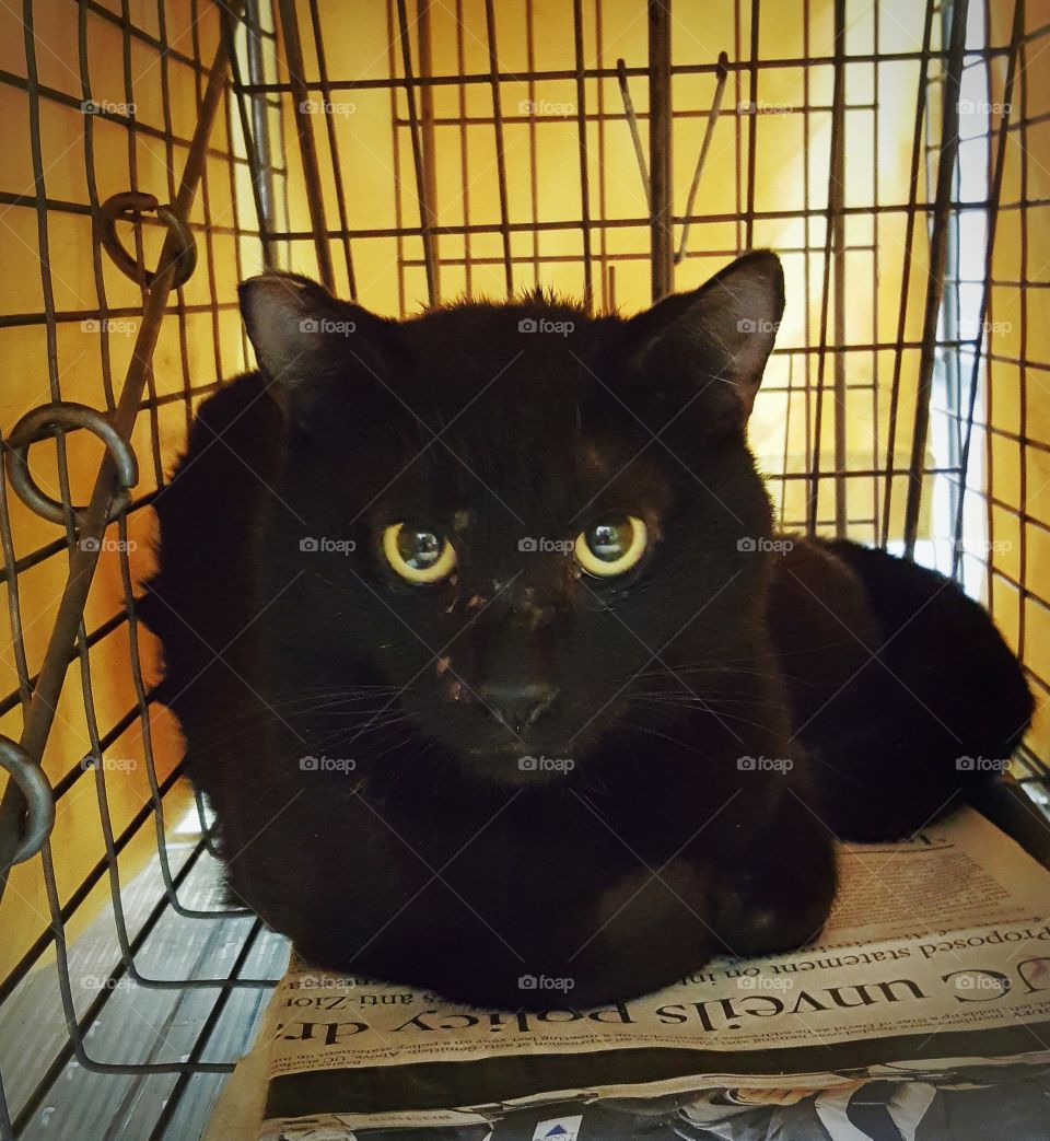 Handsome black feral male cat with battle scars