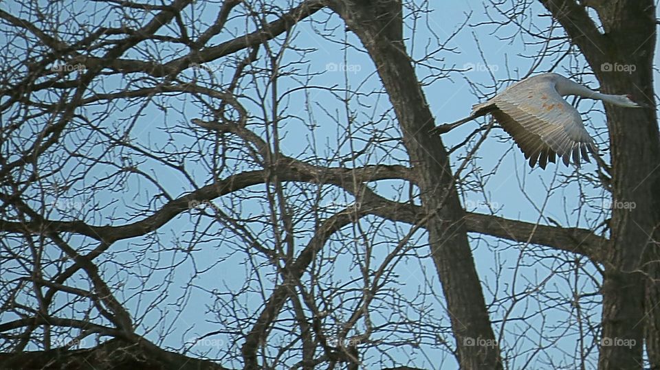 Sandhill Crane in flight