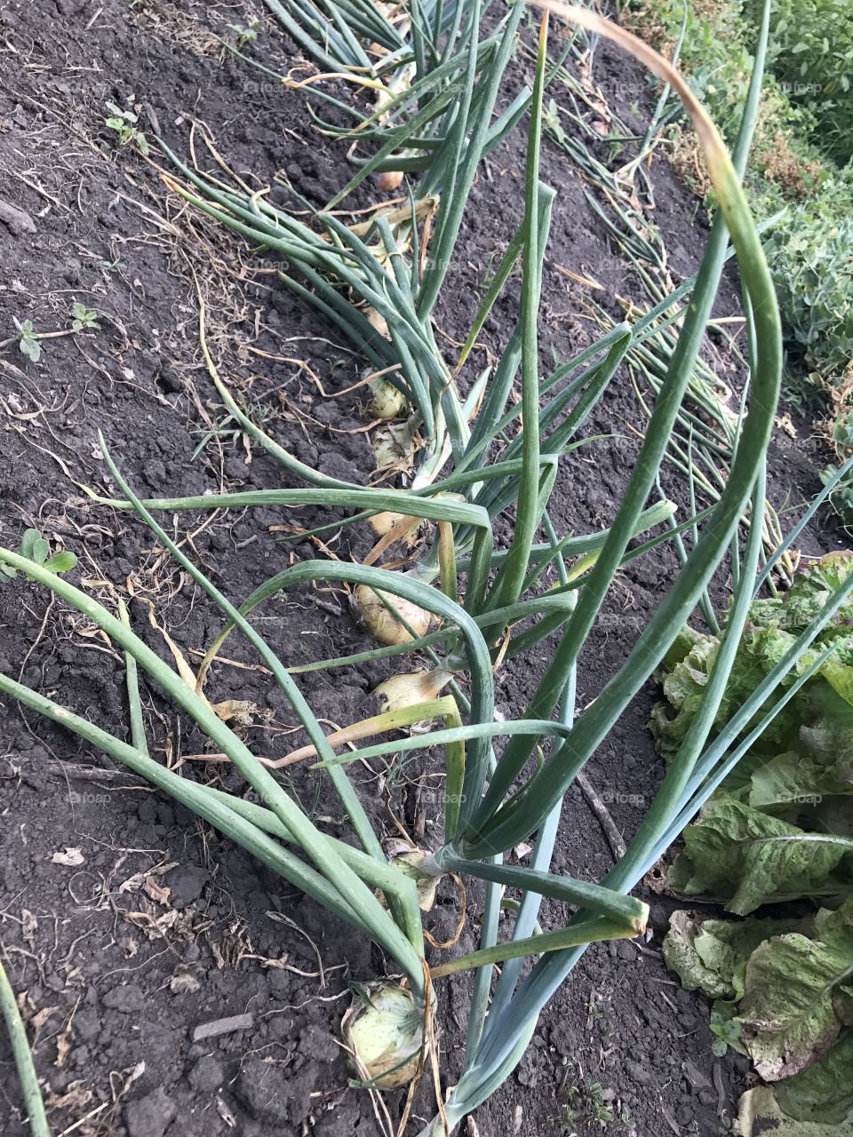 Garden row of onions