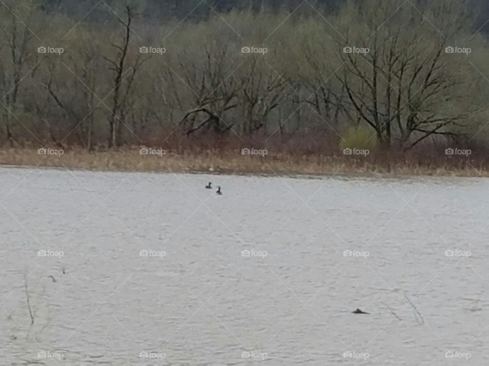 Morning after the Storm,  flooding