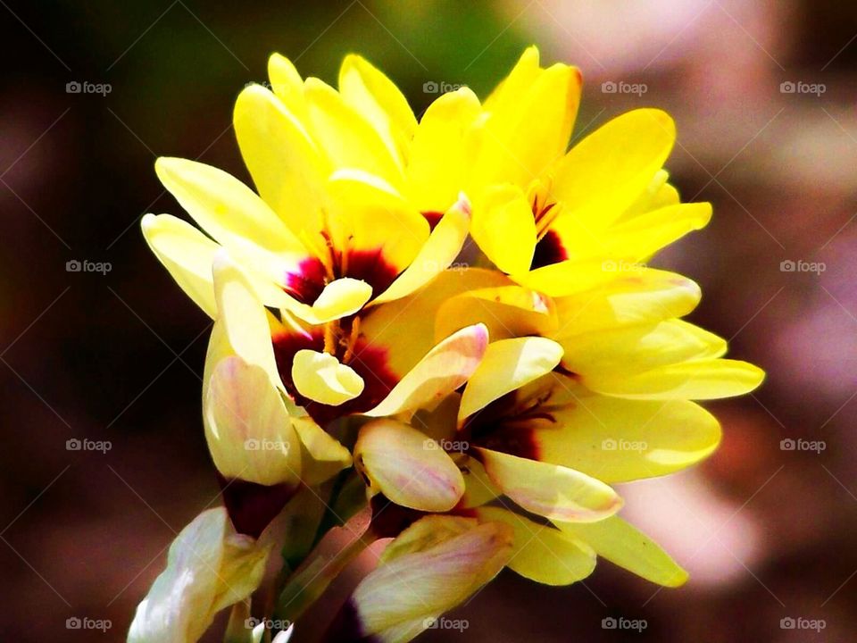 Yellow Flowers