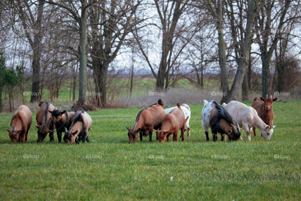 The goats at the field feeding